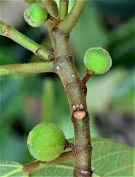 Image result for Ficus saussureana
