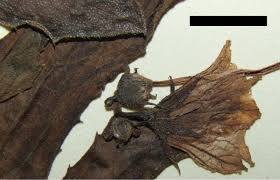 Image result for Coccinia subsessiliflora