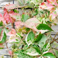 Image result for Parthenocissus