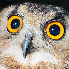 Image result for Bubo