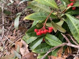 Image result for Ardisia staudtii