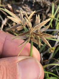 Image result for Pycreus flavidus