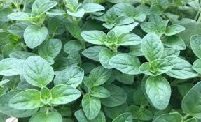 Image result for Origanum