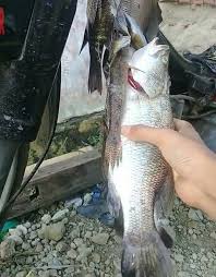 Assalamualaikum kali ini saya menjala ikan di bendungan/dam.setelah hujan lebat yg mengakibatkan air menjadi tinggi dan meluap.alhamdulillah hasilnya lum. Otw Onthewater Target Baramundi Kakap Putih Atau Biasa Facebook