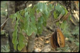 Image result for Erythrophleum