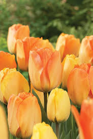 Veterans and military personnel receive a 10% discount when they sign up for a mylowe's account plus the store. Annual Plants Bulbs Seeds At Lowes Com