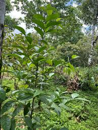 Image result for Cassipourea