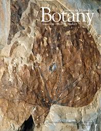 Image result for Phragmanthera crassicaulis