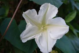 Check spelling or type a new query. Care For Moonflowers How To Grow A Moonflower Vine