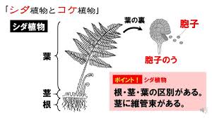 中1理科 シダ植物とコケ植物 胞子でふえる植物 Pikuu