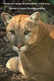 Proposed Mega Development Could Pose Threat To Iconic Florida Panther Florida Panther Panther Animals