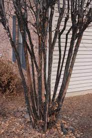 Treatment Plan For Crape Myrtle Bark Scale Sooty Mold Crape Myrtle Crepe Myrtle Trees Myrtle Tree