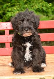Schnoodle puppies for sale in australia: Diesel Mini Schnoodle Puppy For Sale In Beach City Oh Happy Valentines Day Happyvalentinesday2016i