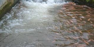 Melirik Potensi Budidaya Ikan Dengan Sistem Air Deras Artikel Pertanian Terbaru Berita Pertanian Terbaru