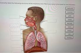 Gross anatomy the nasal cavity is formed by 1: Solved Correctly Label The Following Structures Of The Re Chegg Com