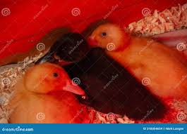 A Baby Duck? Why This Seemingly Perfect Easter Gift Isn'T Perfect.