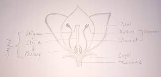 Cbse Free Ncert Solution Of 10th Science How Do Organism Reproduce Draw A Labelled Diagram Of The Longitudinal Sectio 29th December 2020 Saralstudy