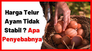 See more of telur ayam merah grosir on facebook. Telur Ayam Ras Adalah Archives Hobi Ternak