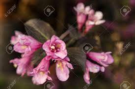 Listing here are flowers with tubular shapes. Pink Tubular Flowers On The Bush Stock Photo Picture And Royalty Free Image Image 59949115