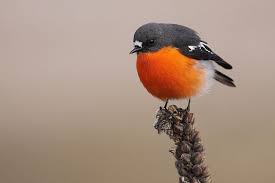 Birds That Sing In The Morning Australia Flame Robin Australian Birds Birds In The Sky Birds
