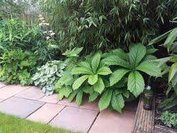 Sormivaleangervo Rodgersia Aesculifolia Shade Garden Plants Shade Garden Jungle Gardens