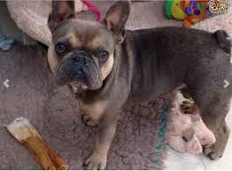 They are true to type in statue and confirmation. Stud Dog Blue Sable Tan Points Tri Colour Carrier Breed Your Dog