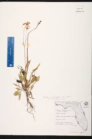 Image result for Emilia violacea