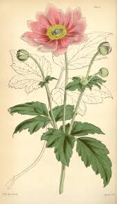 Care, from planting to blooming, is easy and the ornamental impact is guaranteed. Japanese Anemone Flower Curtis S Botanical Magazine Botany Botanical Illustration Anemone Herbaceous Plant Botany Flower Arranging Png Pngwing