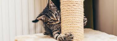 Sisal rope is loved by most of cats and it's great. Easy Diy Cat Scratching Post Ideas Hill S Pet