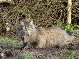 Pasalnya, kucing hutan anakan tersebut diduga sebagai pemangsa ayam peliharaan warga desa. Ini Dia 8 Jenis Kucing Hutan Yang Populer Untuk Dipelihara