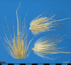 Image result for Cenchrus ciliaris