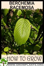 Image result for Berchemia