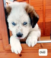 ADOPTED Chili is an adorable 10 week old male Great Pyrenees mix. This  sweet baby was born in the shelter with his siblings (who are all already  being adopted!) after their mom