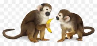 Browse and download hd monkeys png images with transparent background for free. Free Transparent Monkey Transparent Background Images Page 1 Pngaaa Com
