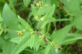 Image result for Sigesbeckia