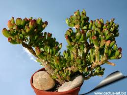 Image result for Crassula alticola
