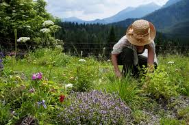 Le bicarbonate de soude ou bicarbonate de sodium est devenu un incontournable pour l'entretien et le nettoyage au naturel de la maison. Astuces De Grands Meres Pour Eliminer Les Mauvaises Herbes Magazine Avantages
