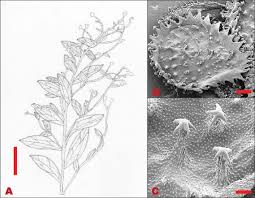 Image result for Cynoglossum coeruleum