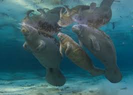 | meaning, pronunciation, translations and examples. Manatee Reclassified From Endangered To Threatened As Habitat Improves And Population Expands Existing Federal Protections Remain In Place U S Department Of The Interior