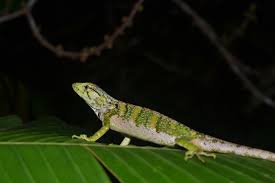 Image result for Polychrus liogaster