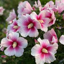 Image result for Hibiscus pusillus