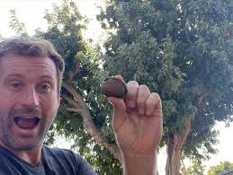 California's oldest planted walnut tree! Planted in 1904 in the Modesto  community of Wood Colony. Tree graphs and DNA from this tree have been used  to grown walnut orchards all over the