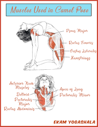 Keep your head up and hands on the pelvis. Pin On Yoga Health Infographics