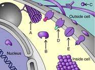 Alyseq Protein Functions