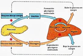 Metabolismo De Los Carbohidratos Glucosa Salud Fisica Mental Y Espiritual Anatomia Y Fisiologia Humana Metabolismo Bioquimica