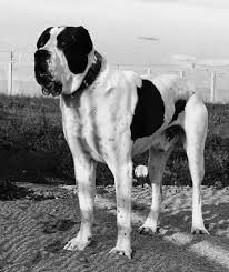 bully kutta huge dogs bully dog giant dogs