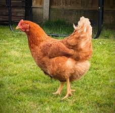 Just wanted to introduce my beautiful girls ❤️