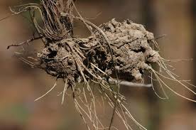 Image result for Pycnostachys kassneri