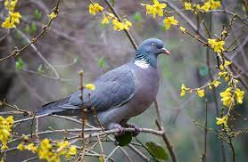 Average Lifespan Of Pigeons How Long Can A Street Pigeon Live