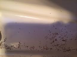 springtail control and treatments for